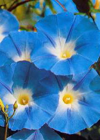 Ipomoea Heavenly Blue